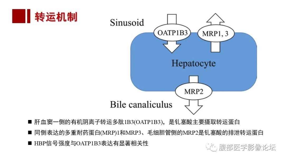 影像PPT - 【PPT】肝胆期高信号的病变影像表现及临床意义-7