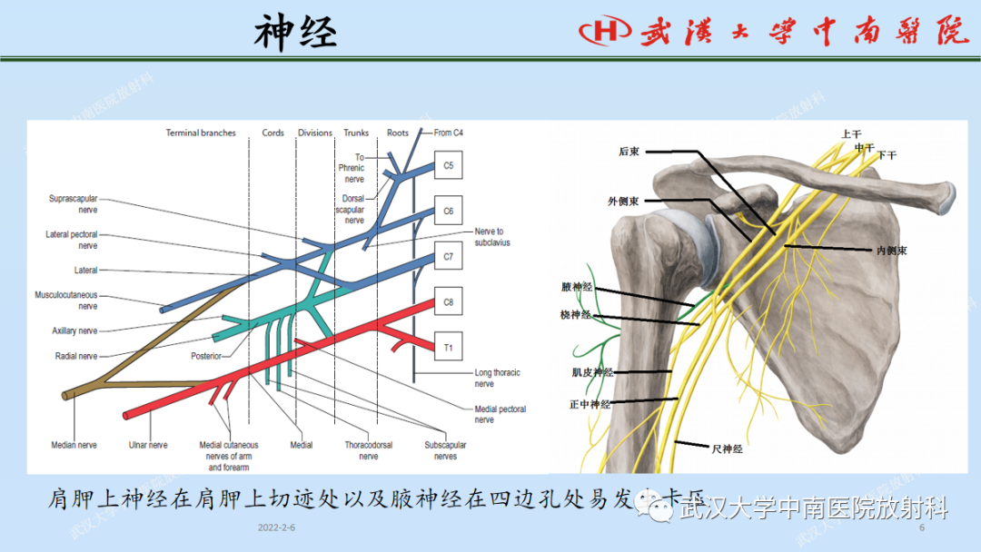 影像PPT - 【PPT】肩关节的MR影像解剖及其慢性损伤-6