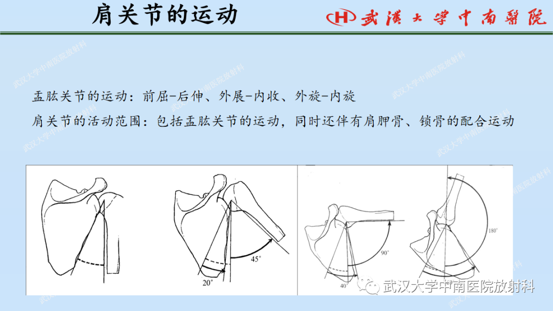 影像PPT - 【PPT】肩关节的MR影像解剖及其慢性损伤-4
