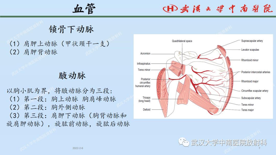 影像PPT - 【PPT】肩关节的MR影像解剖及其慢性损伤-7