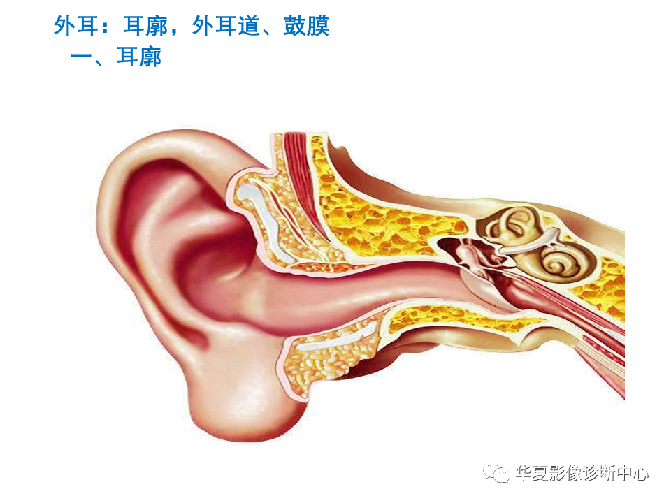 影像PPT - 【PPT】耳的影像解剖及常见疾病诊断-4