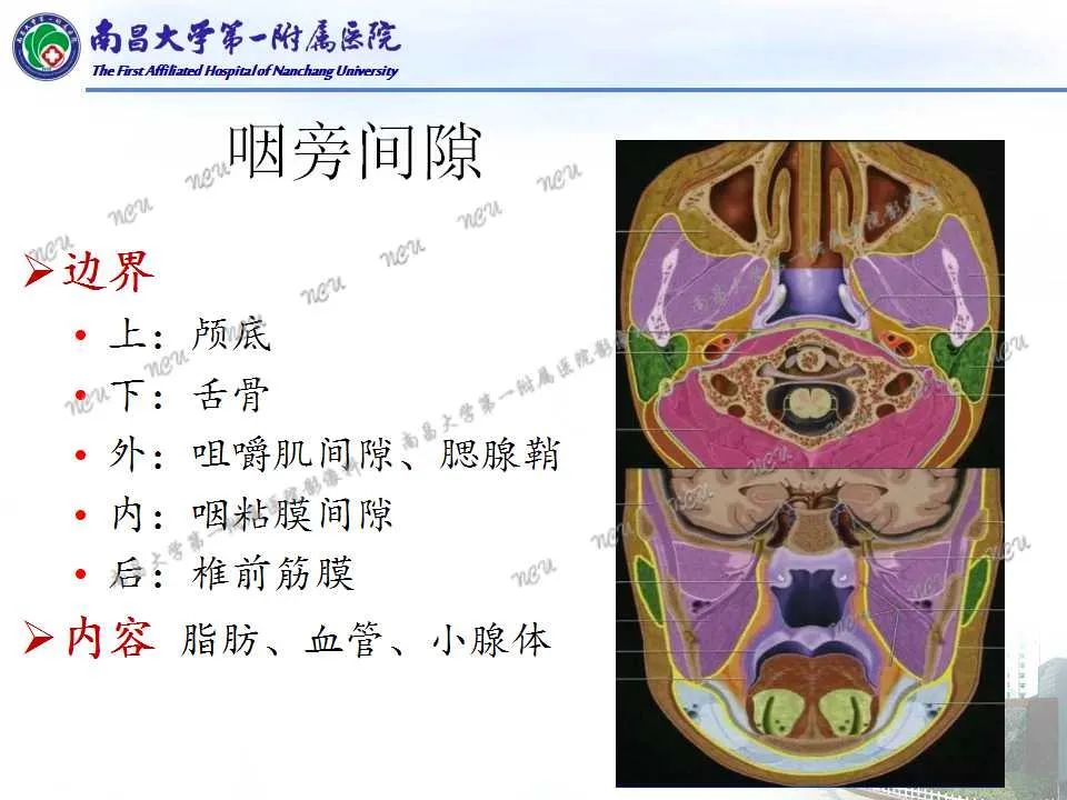 影像PPT - 【PPT】咽旁间隙——你别动-6