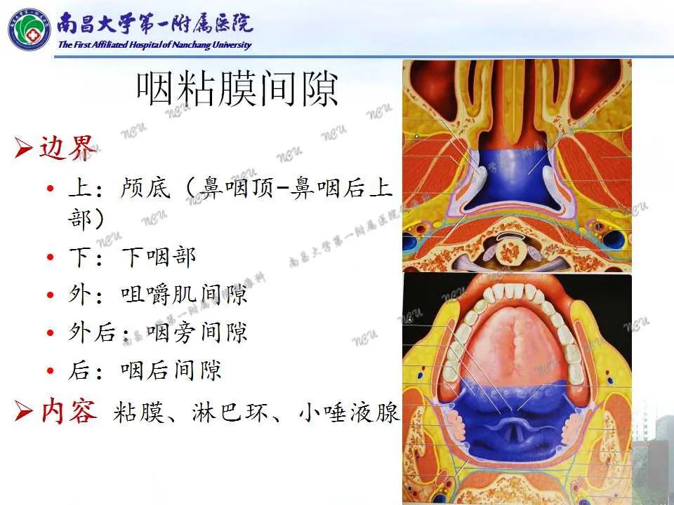 影像PPT - 【PPT】咽旁间隙——你别动-9