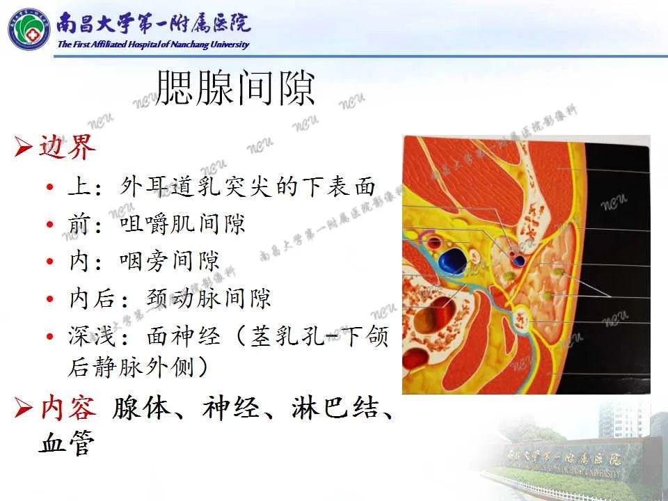 影像PPT - 【PPT】咽旁间隙——你别动-11