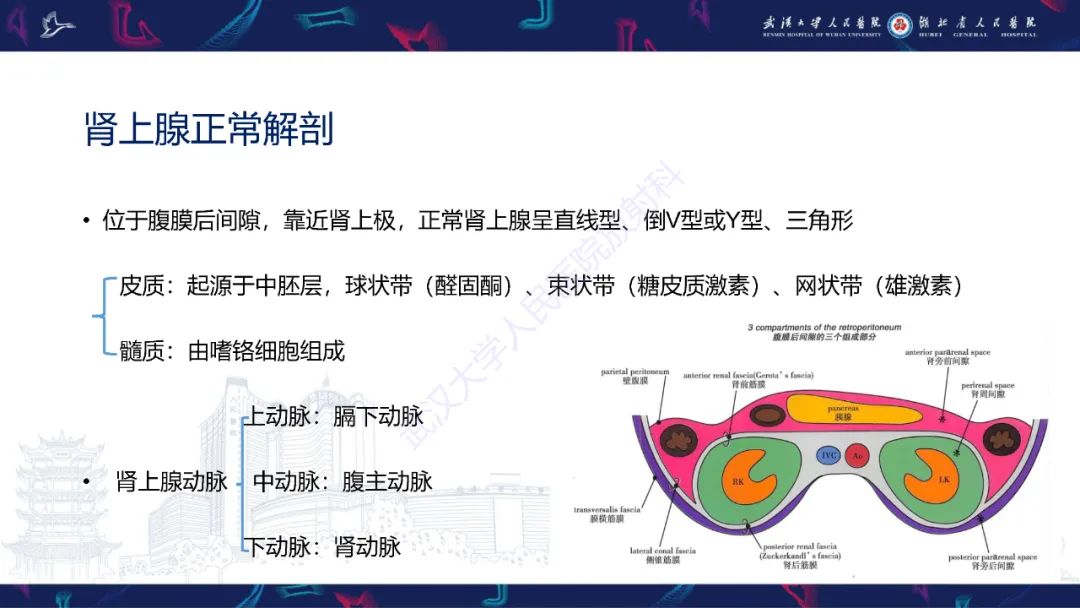 影像PPT - 【PPT】肾上腺常见病变CT及MRI诊断-5