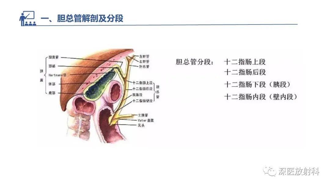 影像PPT - 【PPT】胆管导管内乳头状肿瘤:利用MRI评估浸润性和长期预后-29