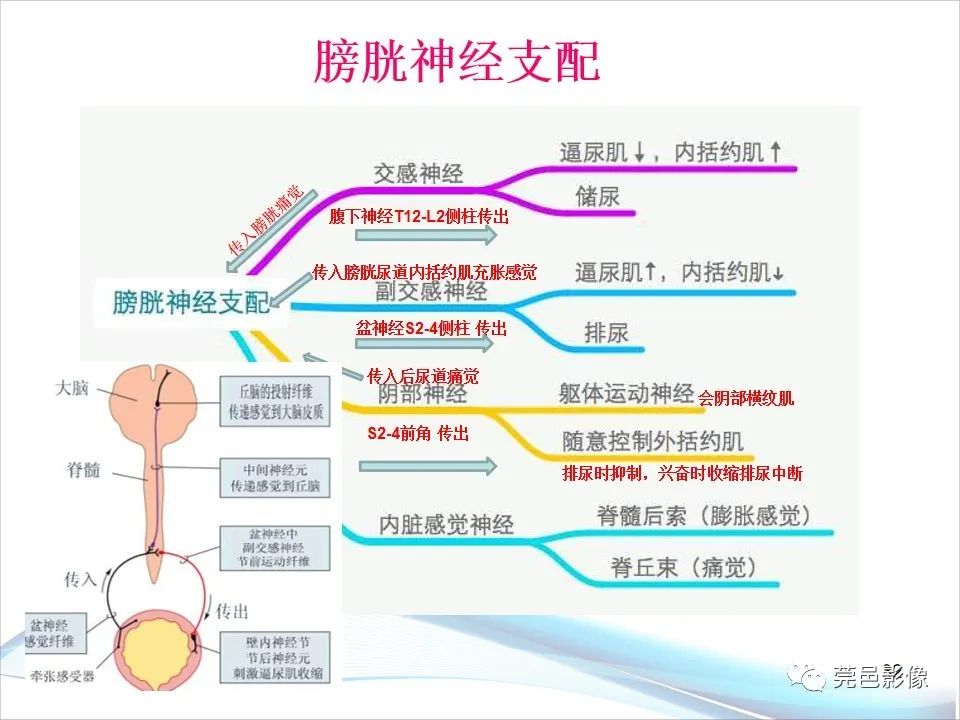 影像PPT - 【PPT】儿童膀胱造影流程及常见疾病诊断-32