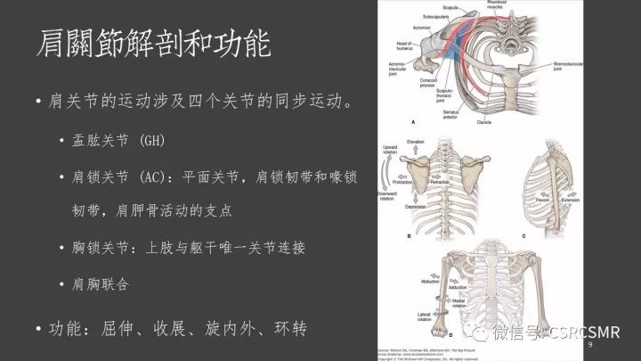 影像PPT - 【PPT】肩关节MRI的结构式评估-9