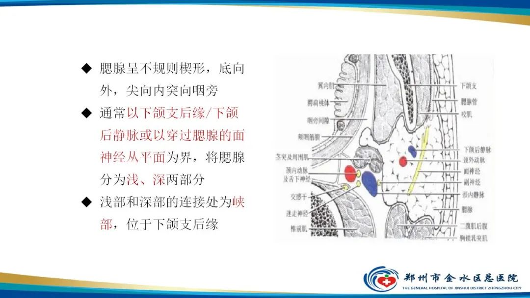 影像PPT - 【病例】腮腺多形性腺瘤1例CT影像-12
