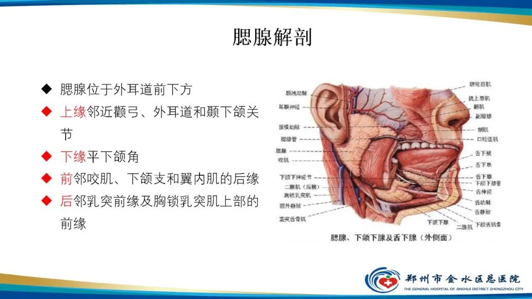 影像PPT - 【病例】腮腺多形性腺瘤1例CT影像-11