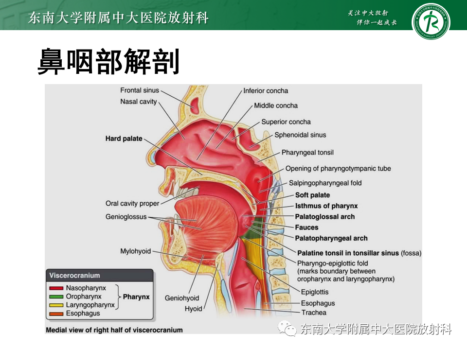 影像PPT - 【PPT】鼻咽部占位性病变随访及鉴别-51