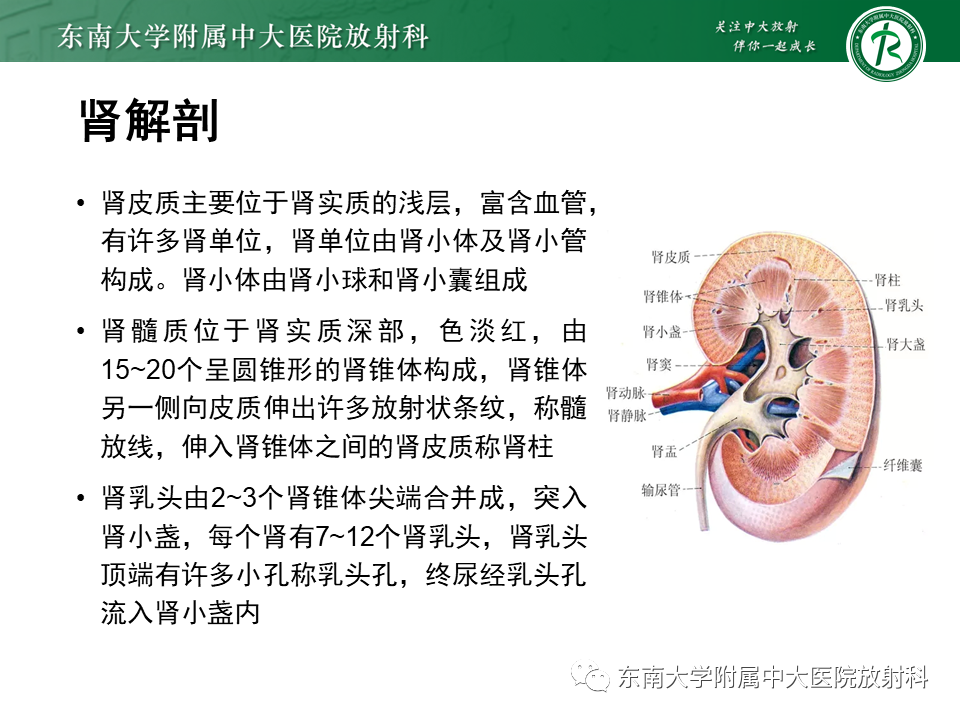 影像PPT - 【PPT】肾脏钙化性病变-5