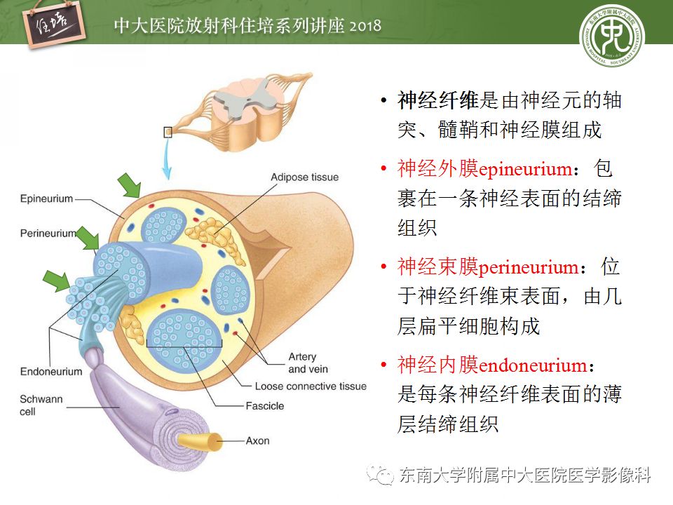 影像PPT - 【PPT】外周神经影像解剖及相关疾病简介-5