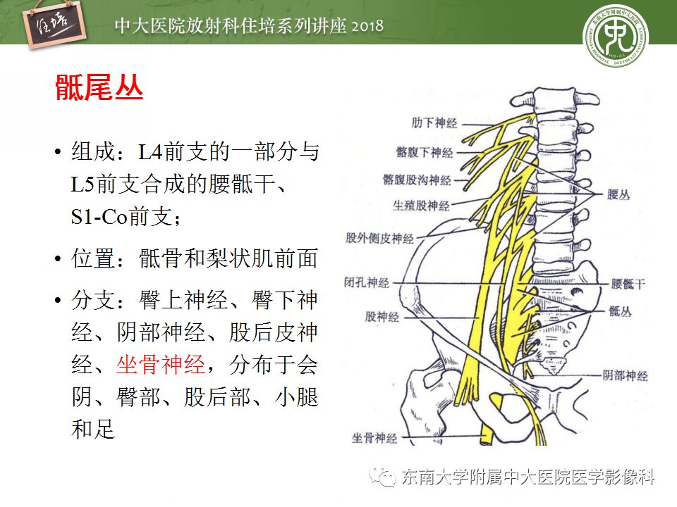 影像PPT - 【PPT】外周神经影像解剖及相关疾病简介-12
