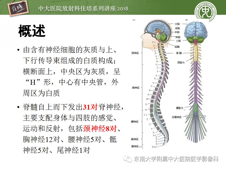 影像PPT - 【PPT】外周神经影像解剖及相关疾病简介-3