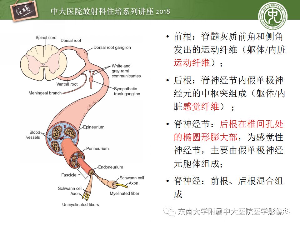 影像PPT - 【PPT】外周神经影像解剖及相关疾病简介-4