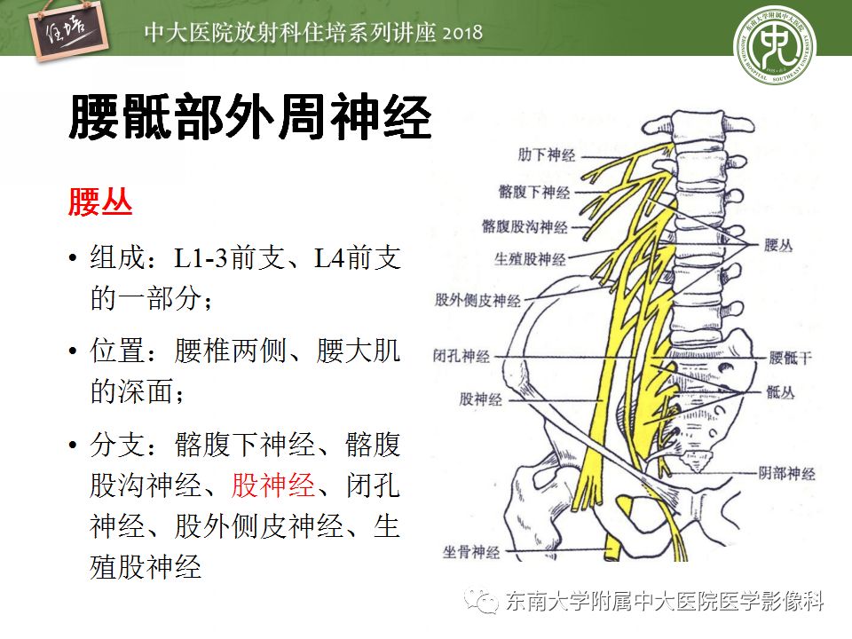 影像PPT - 【PPT】外周神经影像解剖及相关疾病简介-11