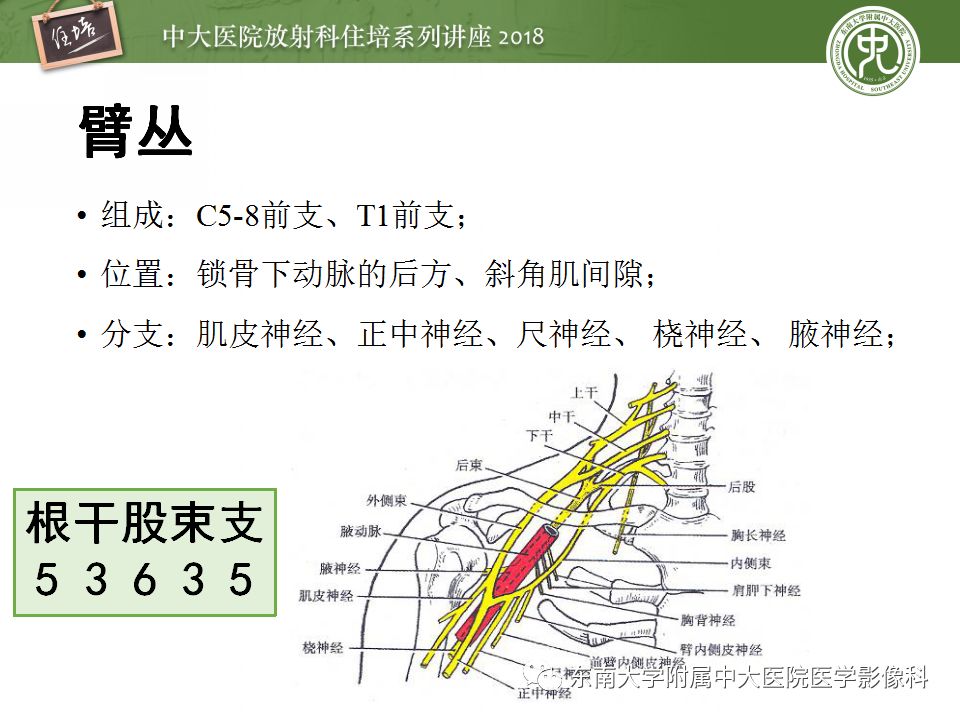 影像PPT - 【PPT】外周神经影像解剖及相关疾病简介-9