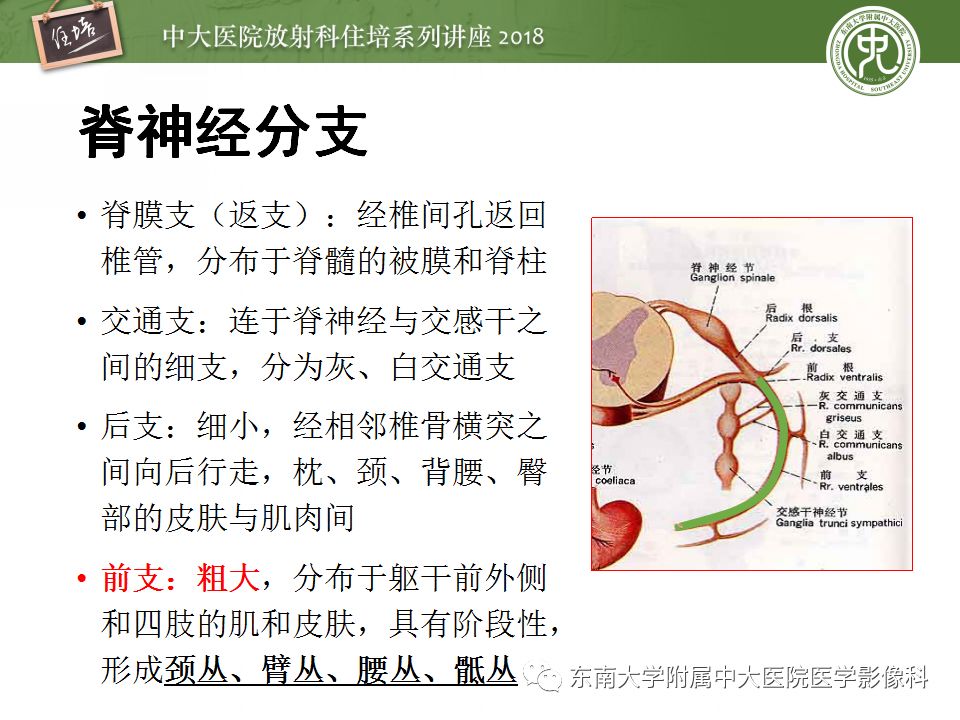 影像PPT - 【PPT】外周神经影像解剖及相关疾病简介-6