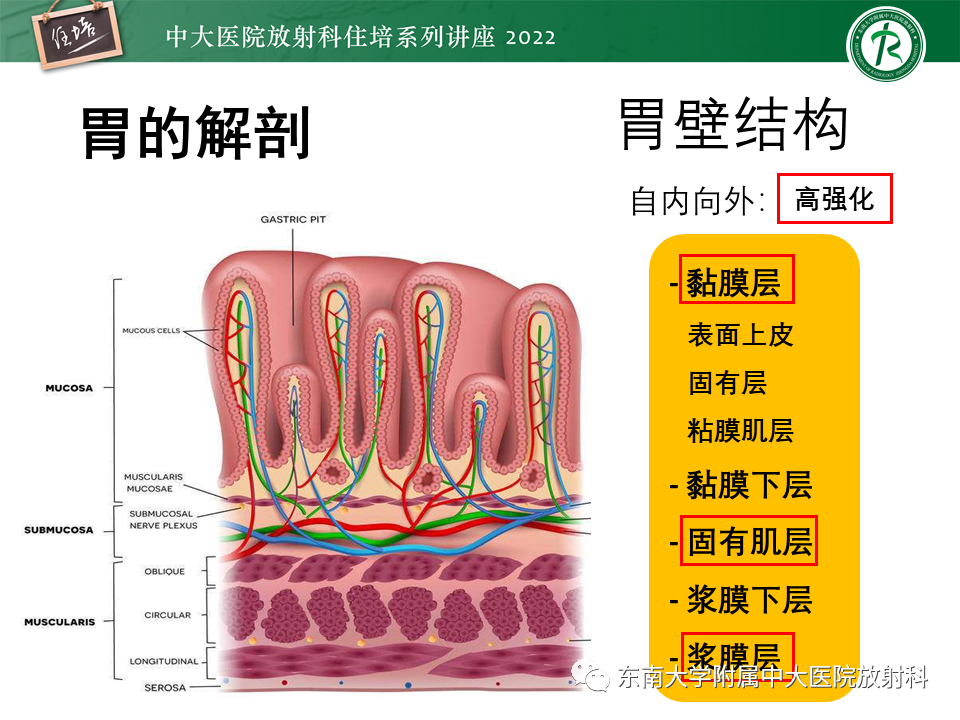 影像PPT - 【PPT】常见胃部急症的影像学征象分析-2