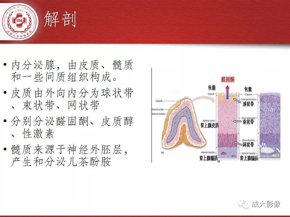 影像PPT - 【PPT】常见肾上腺疾病影像诊断-2