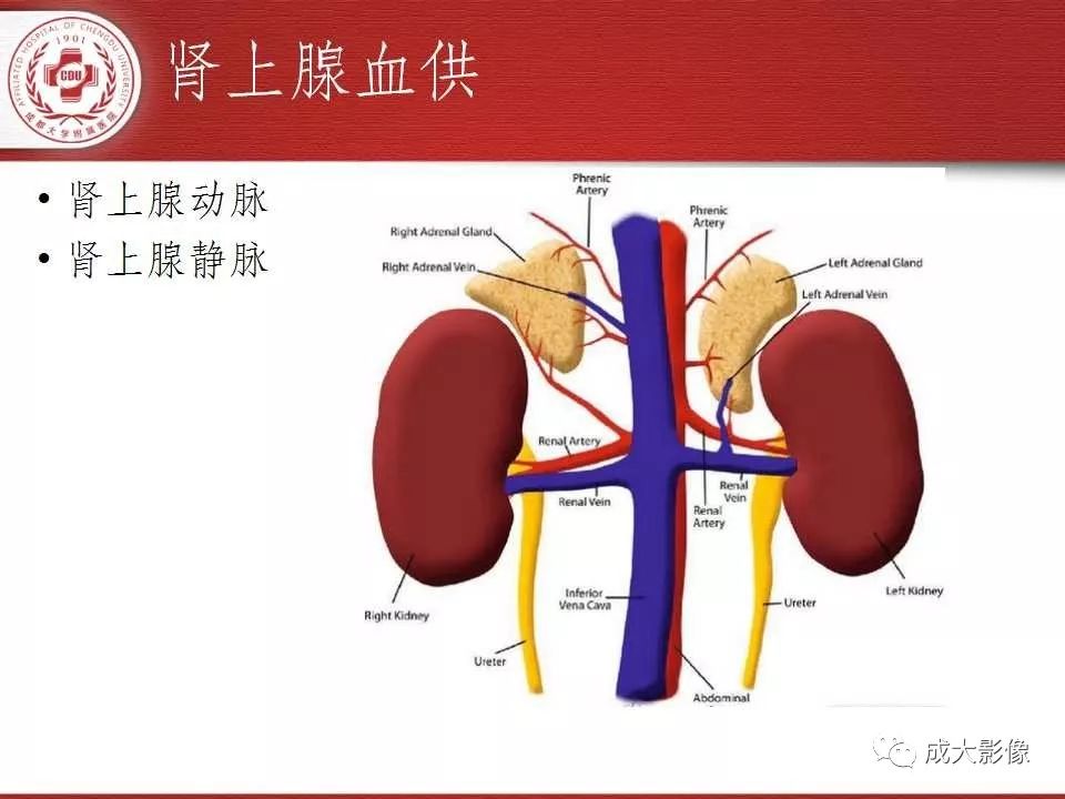 影像PPT - 【PPT】常见肾上腺疾病影像诊断-6
