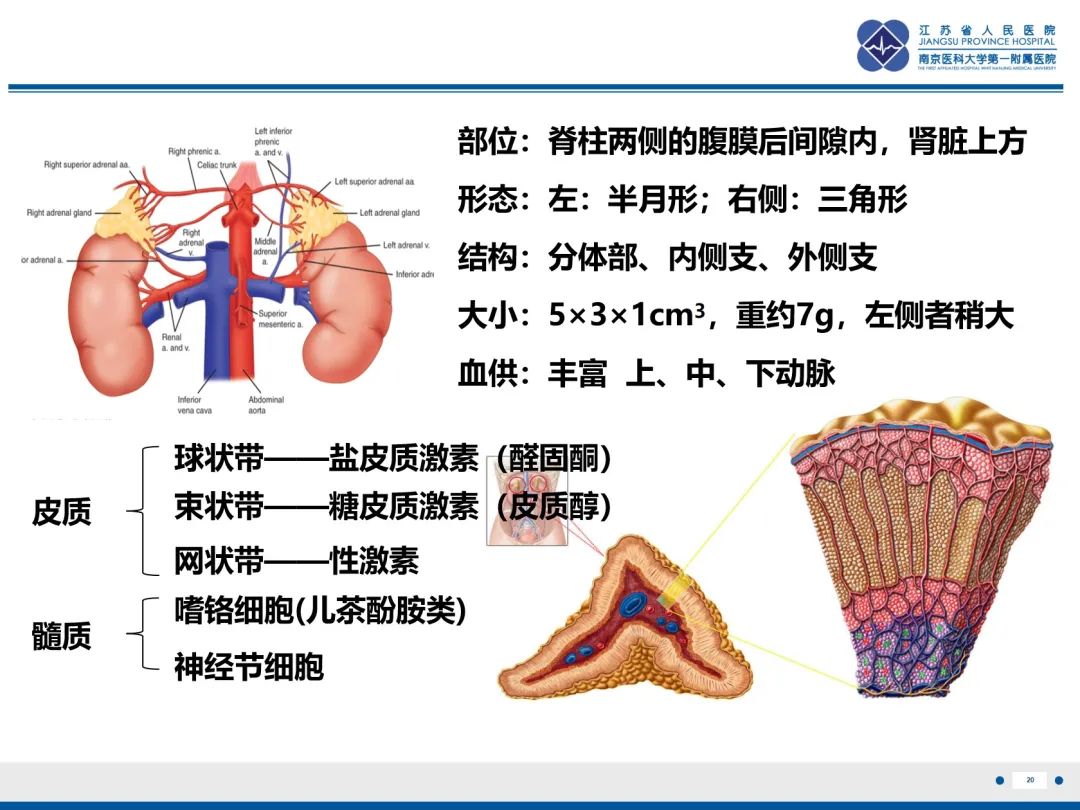 影像PPT - 【PPT】原发性肾上腺皮质功能减退症-21