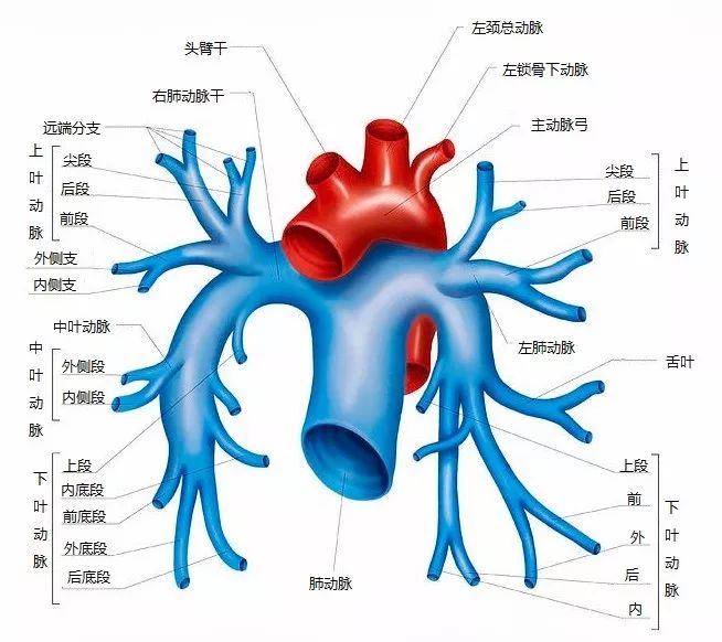 影像PPT - 一起来认识肺动脉吊带的影像诊断与解剖模式-2 影像PPT - 一起来认识肺动脉吊带的影像诊断与解剖模式-2