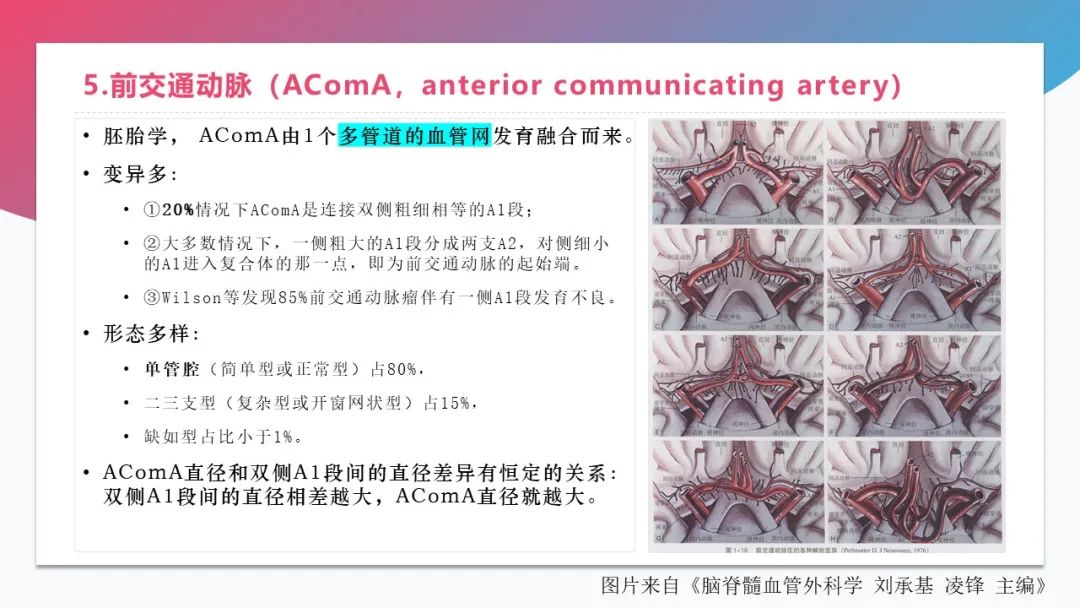 影像PPT - 【PPT】脑血管解剖-12 影像PPT - 【PPT】脑血管解剖-12