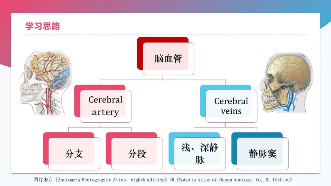 影像PPT - 【PPT】脑血管解剖-2 影像PPT - 【PPT】脑血管解剖-2
