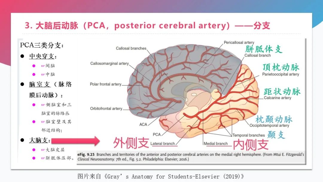 影像PPT - 【PPT】脑血管解剖-26 影像PPT - 【PPT】脑血管解剖-26