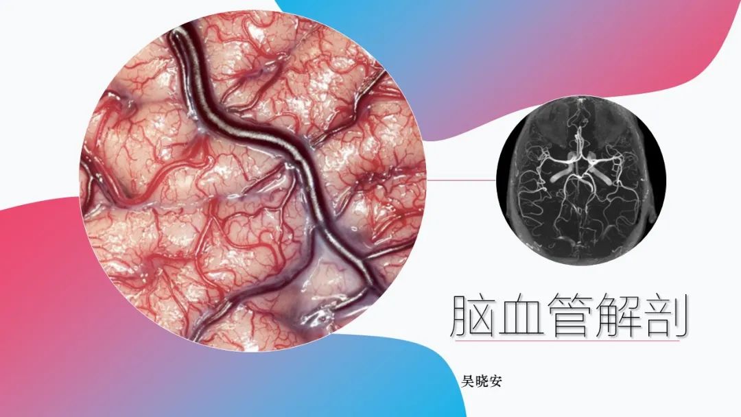 影像PPT - 【PPT】脑血管解剖-1 影像PPT - 【PPT】脑血管解剖-1