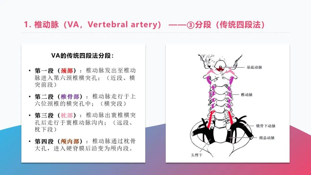 影像PPT - 【PPT】脑血管解剖-18 影像PPT - 【PPT】脑血管解剖-18