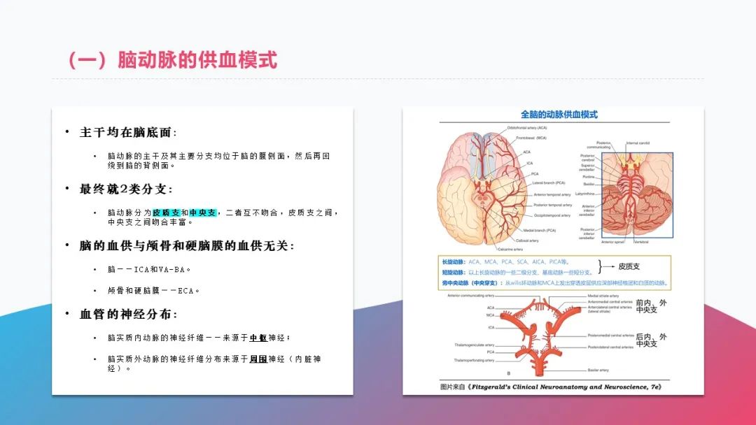 影像PPT - 【PPT】脑血管解剖-4 影像PPT - 【PPT】脑血管解剖-4