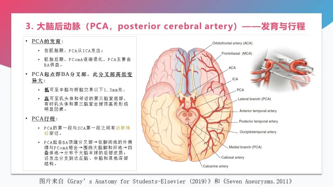 影像PPT - 【PPT】脑血管解剖-24 影像PPT - 【PPT】脑血管解剖-24