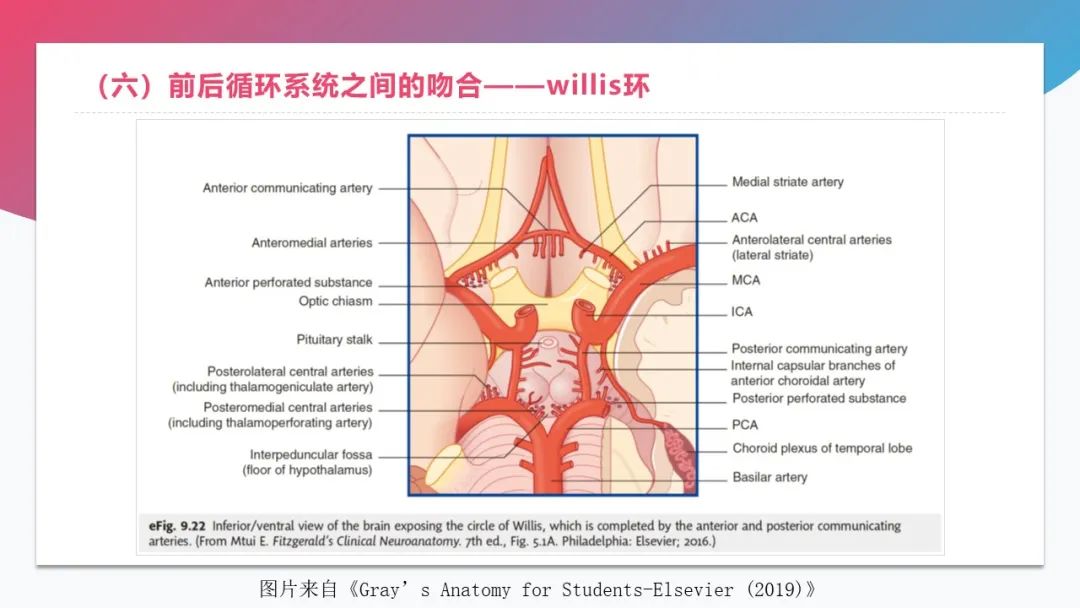 影像PPT - 【PPT】脑血管解剖-27 影像PPT - 【PPT】脑血管解剖-27