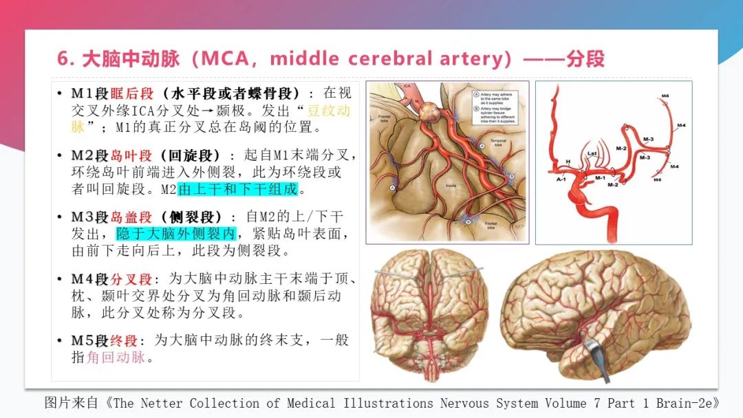 影像PPT - 【PPT】脑血管解剖-13 影像PPT - 【PPT】脑血管解剖-13