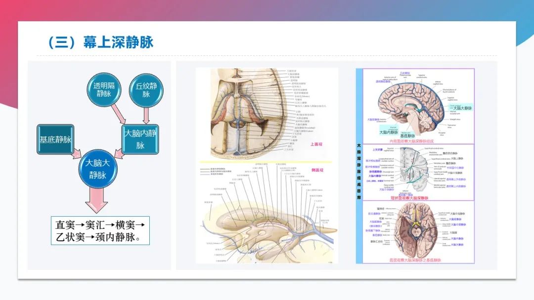 影像PPT - 【PPT】脑血管解剖-36 影像PPT - 【PPT】脑血管解剖-36