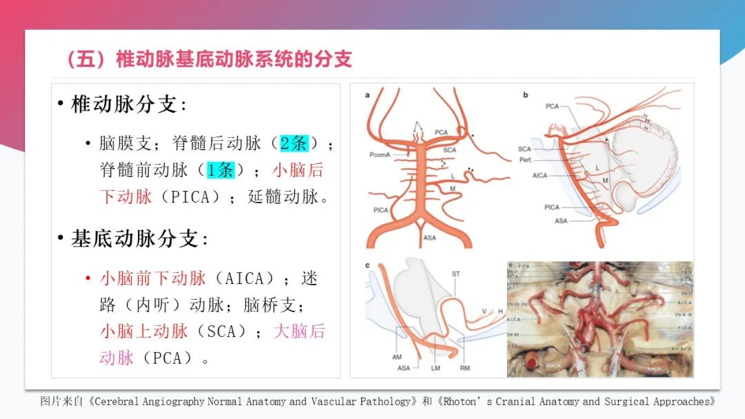 影像PPT - 【PPT】脑血管解剖-21 影像PPT - 【PPT】脑血管解剖-21