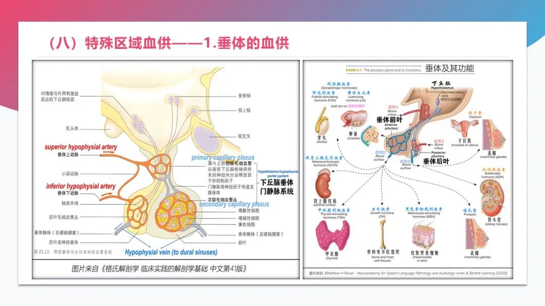 影像PPT - 【PPT】脑血管解剖-29 影像PPT - 【PPT】脑血管解剖-29