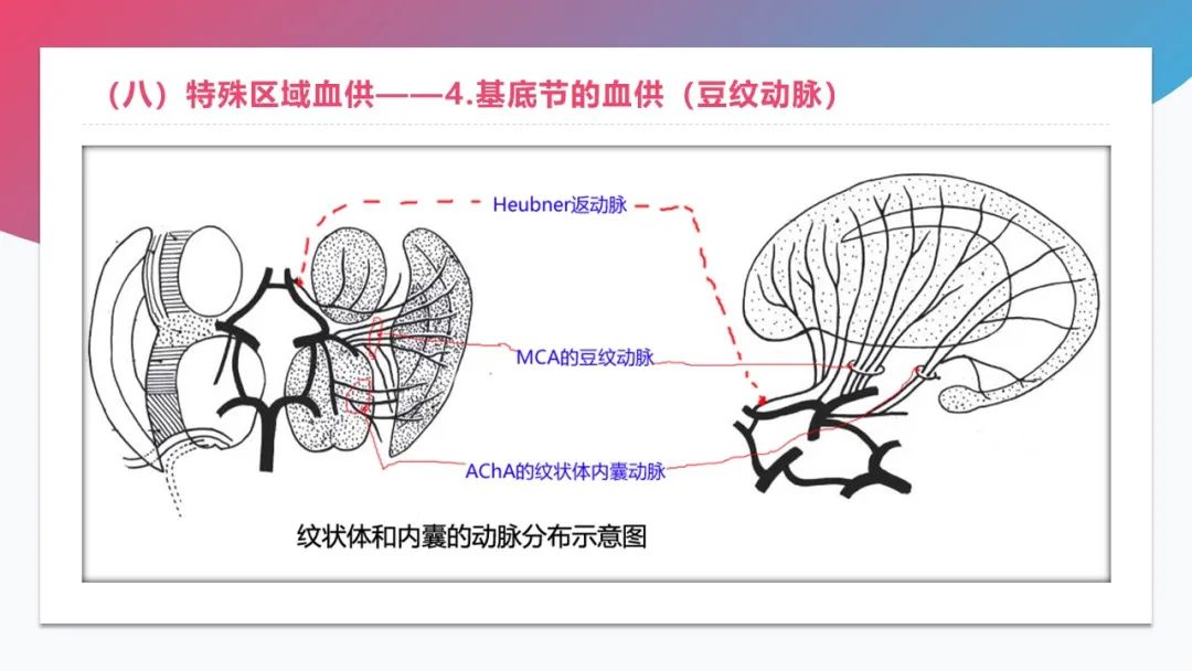 影像PPT - 【PPT】脑血管解剖-32 影像PPT - 【PPT】脑血管解剖-32