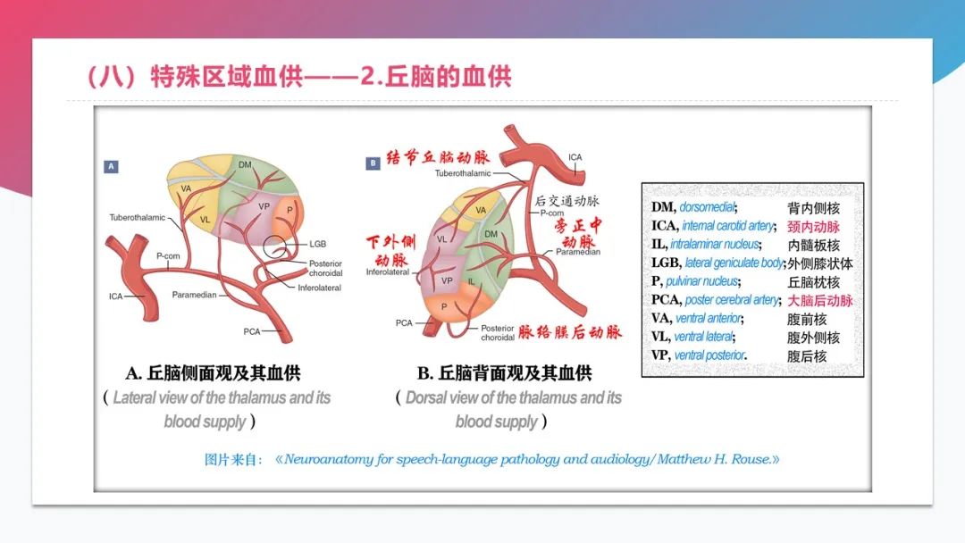 影像PPT - 【PPT】脑血管解剖-30 影像PPT - 【PPT】脑血管解剖-30