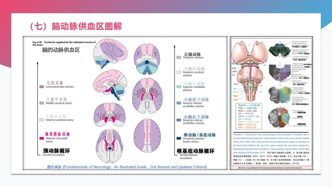 影像PPT - 【PPT】脑血管解剖-28 影像PPT - 【PPT】脑血管解剖-28