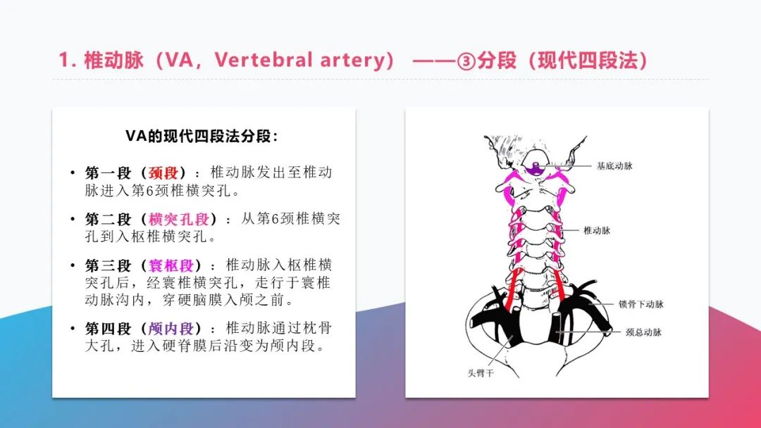 影像PPT - 【PPT】脑血管解剖-19 影像PPT - 【PPT】脑血管解剖-19