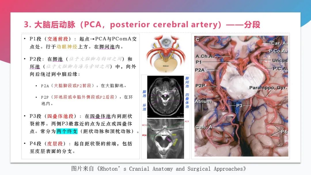 影像PPT - 【PPT】脑血管解剖-25 影像PPT - 【PPT】脑血管解剖-25