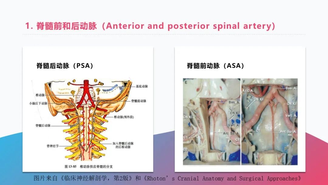 影像PPT - 【PPT】脑血管解剖-22 影像PPT - 【PPT】脑血管解剖-22