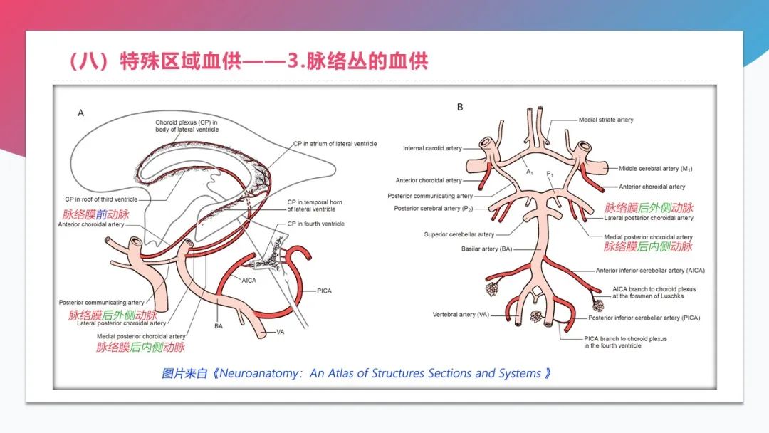 影像PPT - 【PPT】脑血管解剖-3 影像PPT - 【PPT】脑血管解剖-3