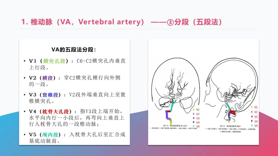 影像PPT - 【PPT】脑血管解剖-2 影像PPT - 【PPT】脑血管解剖-2