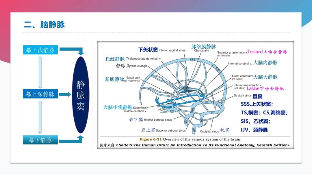 影像PPT - 【PPT】脑血管解剖-4 影像PPT - 【PPT】脑血管解剖-4