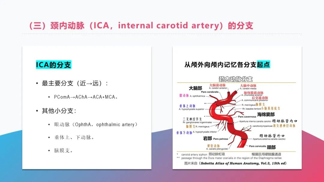 影像PPT - 【PPT】脑血管解剖-1 影像PPT - 【PPT】脑血管解剖-1